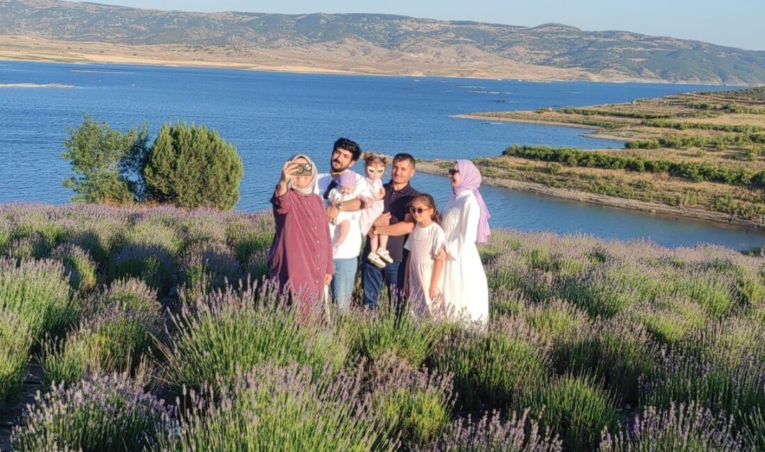 Yozgat'taki Lavanta Bahçeleri, yaz