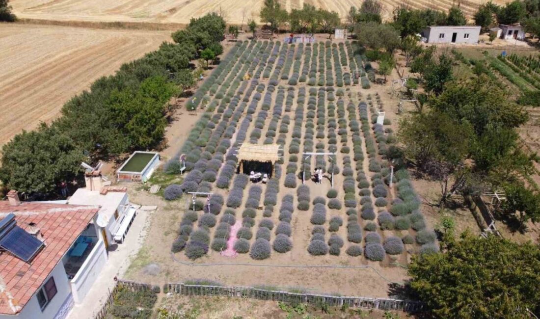 Yozgat'ın genç girişimcisi Murat Özyılmaz, lavanta bahçesi projesiyle olumsuz yorumlara