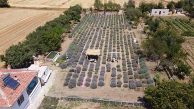 Yozgat'ın genç girişimcisi Murat Özyılmaz, lavanta bahçesi projesiyle olumsuz yorumlara