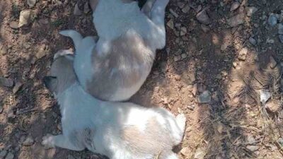 Özbağ beldesinde sıkışan iki köpek, İl Özel İdaresi ekipleri tarafından