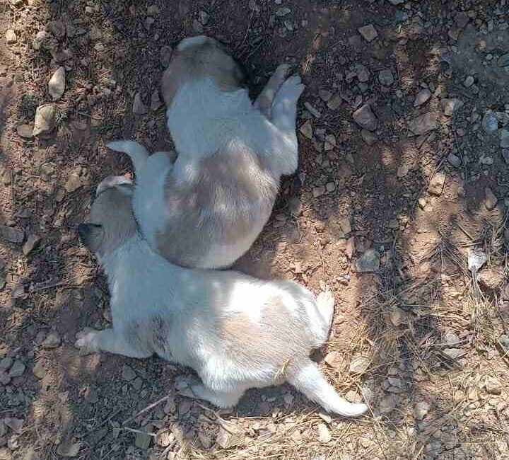 Özbağ beldesinde sıkışan iki köpek, İl Özel İdaresi ekipleri tarafından