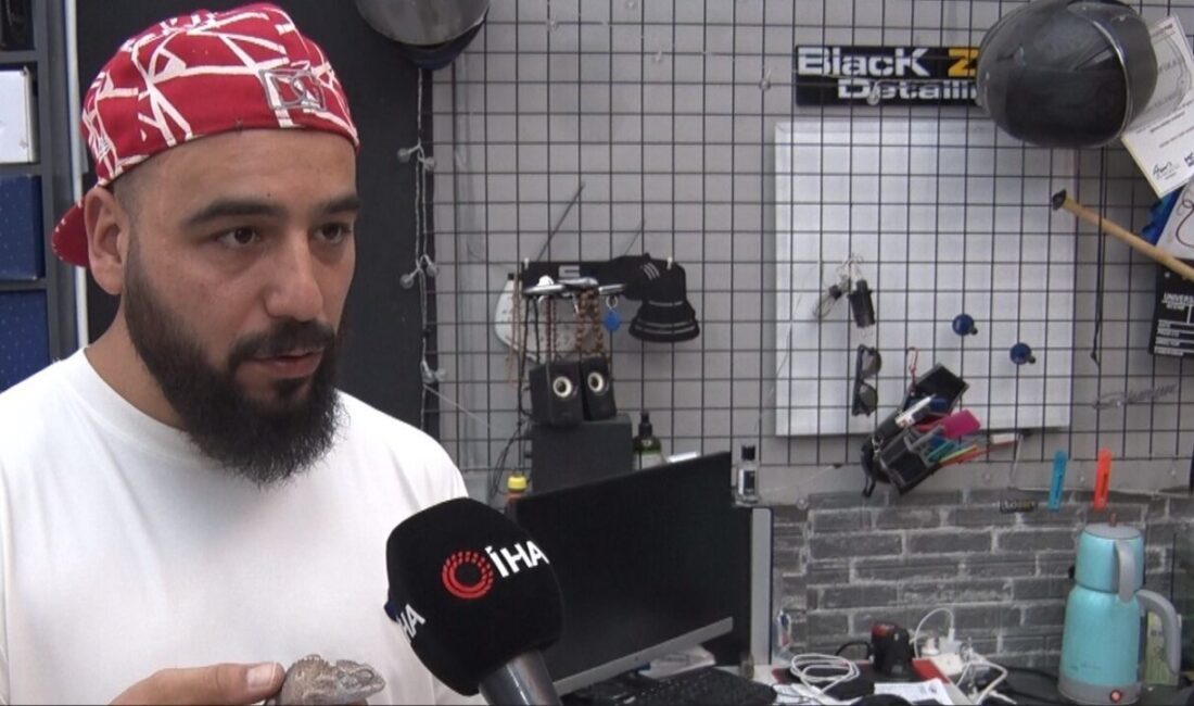 Ankara'da yaşayan Emre Kaan Keleşoğlu, orman yangınlarında yaralı bulduğu bukalemunu