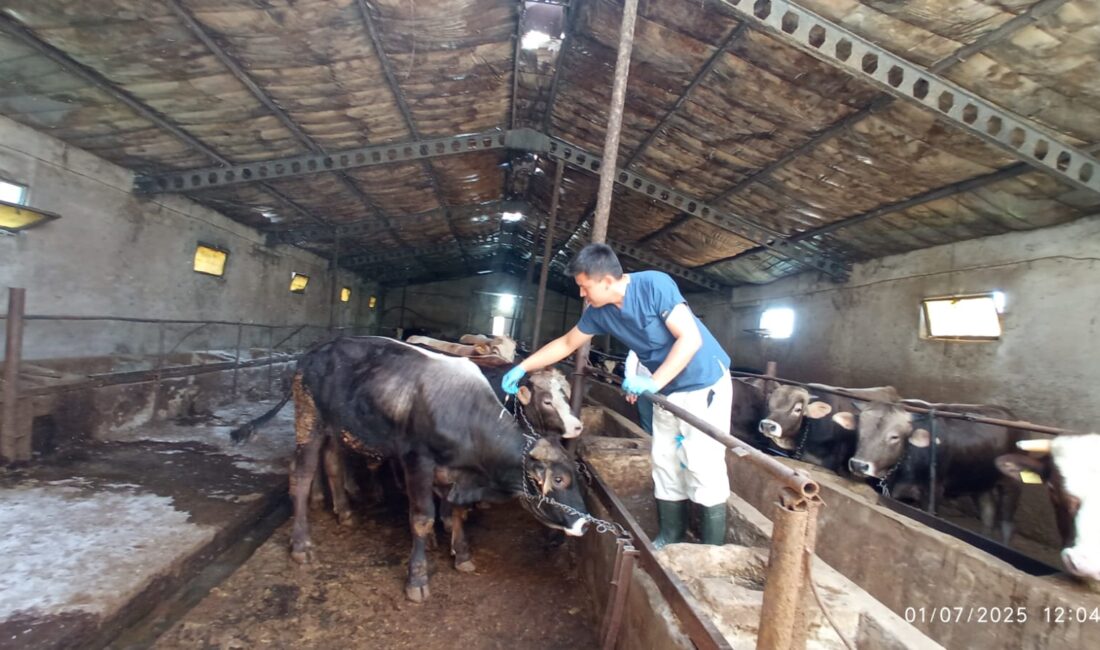 Yozgat’ta Şap Aşısı Seferberliği Devam Ediyor, Hedef 221 Bin Büyükbaş