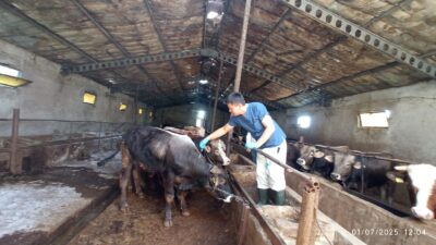 Yozgat’ta Şap Aşısı Seferberliği Devam Ediyor, Hedef 221 Bin Büyükbaş