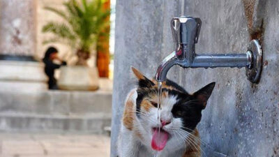 Yozgat’ta etkisini artıran sıcak hava dalgası, sadece insanları değil, sokak