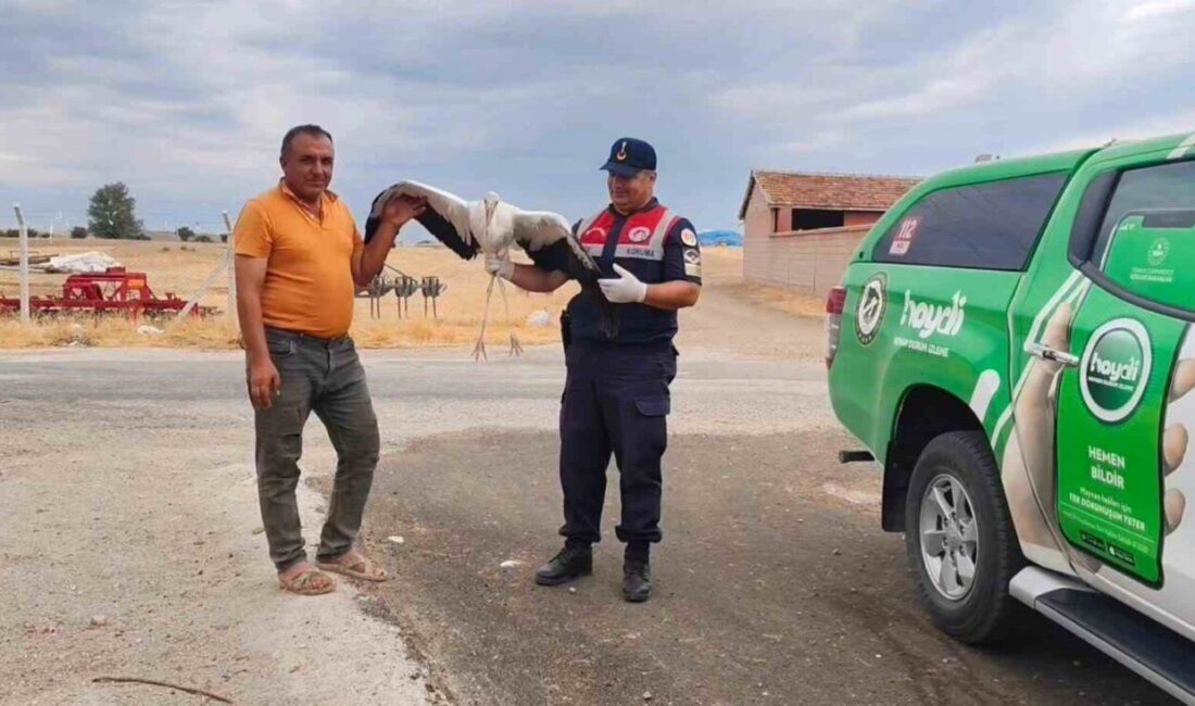 Yozgat'ın Sorgun ilçesinde bulunan yaralı leylek koruma altına alındı. Dişli