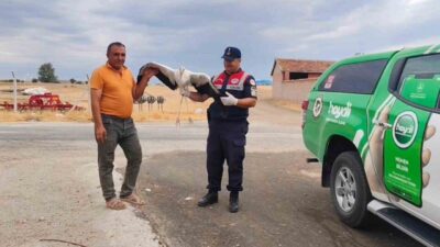 Yozgat'ın Sorgun ilçesinde bulunan yaralı leylek koruma altına alındı. Dişli