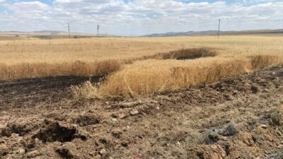 Yozgat Azizlibağları Mahallesi’nde buğday ekili bir tarlada yangın çıktı. Yangın,