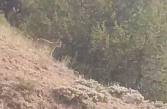 Yozgat'ın Sorgun ilçesinde nadir görülen vaşak, cep telefonu kamerasıyla kaydedildi.