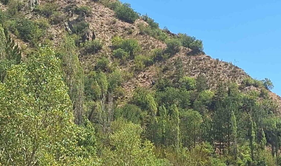 Çorum'un İskilip ilçesinde kaybolan 86 yaşındaki Eldivas Babayiğit, 10 gün