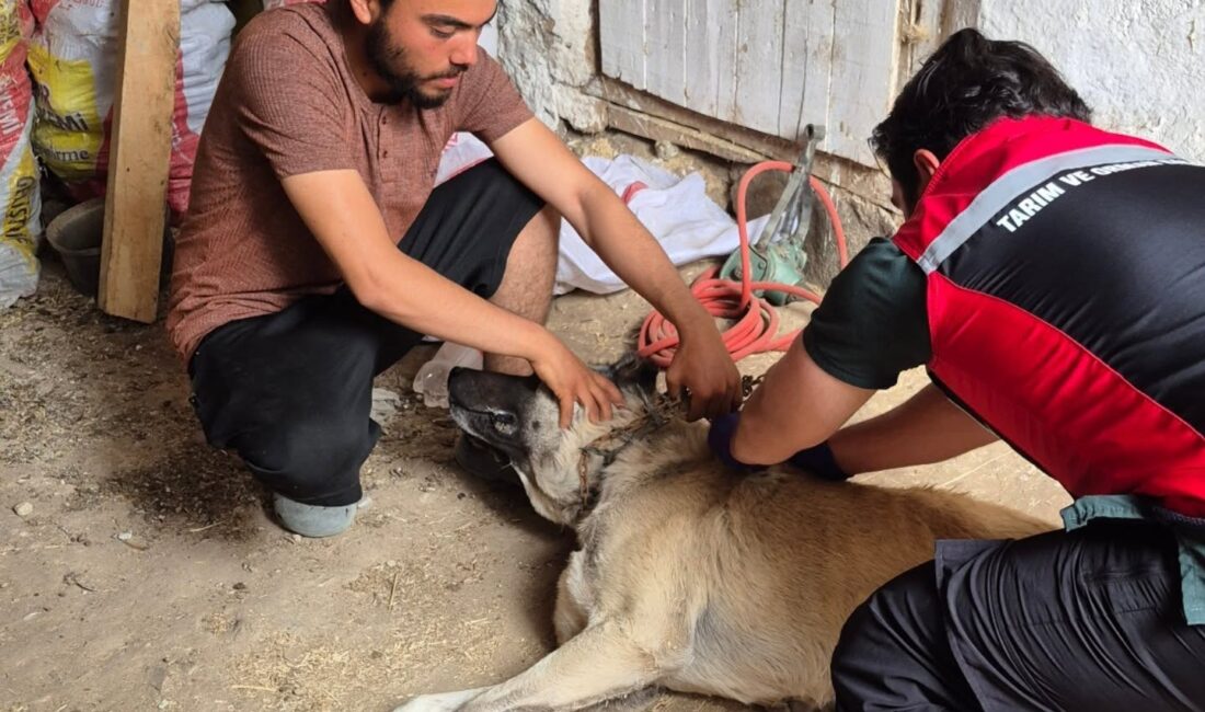 Yerköy İlçe Tarım ve Orman Müdürlüğü, sahipli hayvanlara yönelik mikroçip