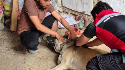 Yerköy İlçe Tarım ve Orman Müdürlüğü, sahipli hayvanlara yönelik mikroçip