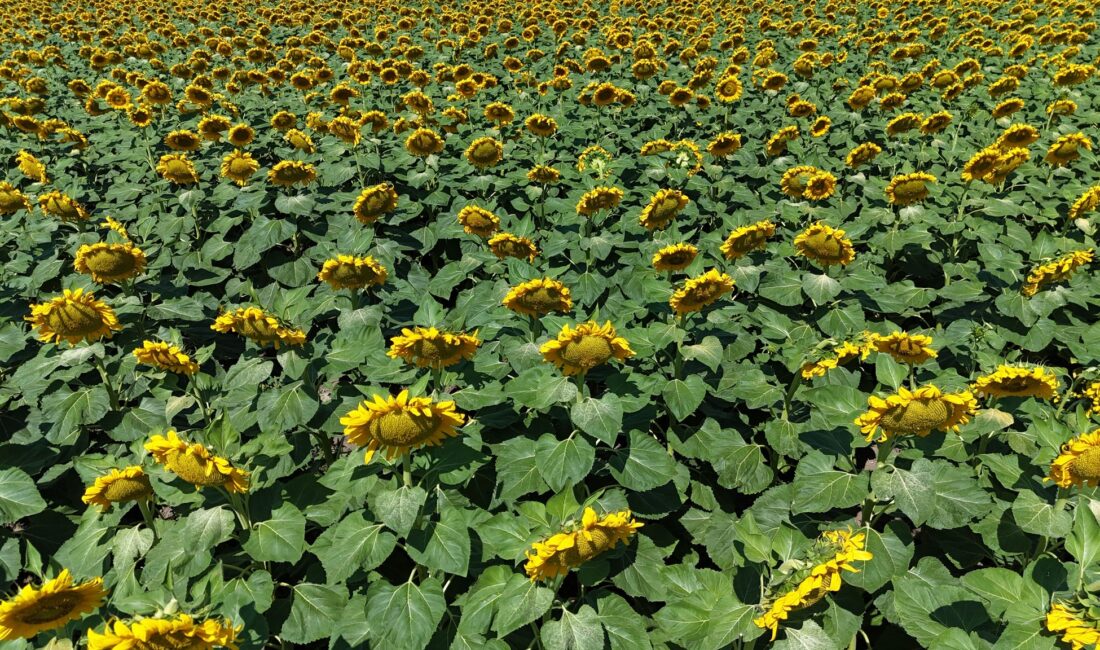 Yozgat’ta, bu yıl 7 bin 160 dekarlık alanda yağlık ayçiçeği