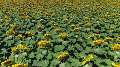 Yozgat’ta, bu yıl 7 bin 160 dekarlık alanda yağlık ayçiçeği