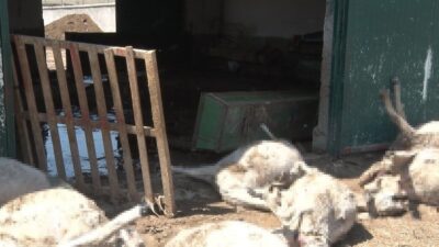 Ankara'nın Bala ilçesinde yaşanan sağanak yağış sonucu bir besi çiftliğinde