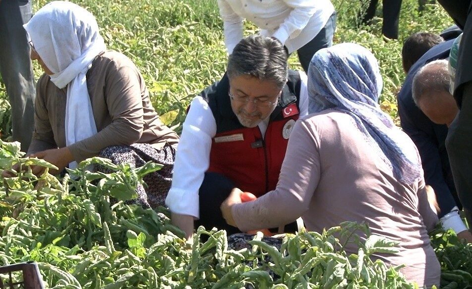 Tarım ve Orman Bakanı İbrahim Yumaklı, Türkiye'nin domates üretiminde dünyada