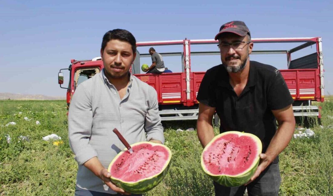 Yozgat'ın Yerköy ilçesindeki Sekili köyünde karpuz hasadı yeni başladı. Kavurucu