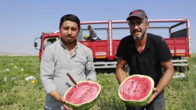 Yozgat'ın Yerköy ilçesindeki Sekili köyünde karpuz hasadı yeni başladı. Kavurucu