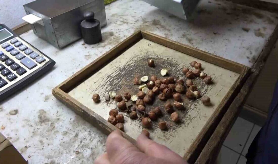 Fındık alım fiyatlarını belirlemek için geliştirilen randıman hesaplama yazılımı, Giresun'daki