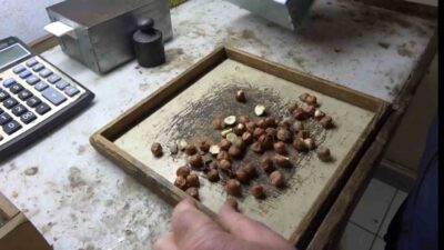 Fındık alım fiyatlarını belirlemek için geliştirilen randıman hesaplama yazılımı, Giresun'daki