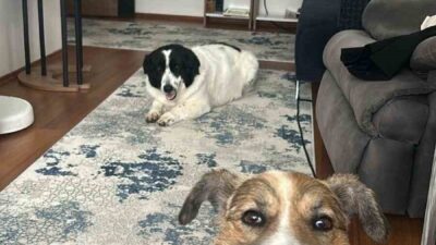 Kahramanmaraş'ta depremde ayrılan köpek kardeşler, Ankara'da Yılmaz ailesi tarafından sahiplenildi.