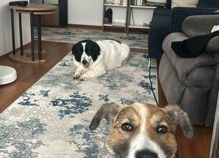 Kahramanmaraş'ta depremde ayrılan köpek kardeşler, Ankara'da Yılmaz ailesi tarafından sahiplenildi.