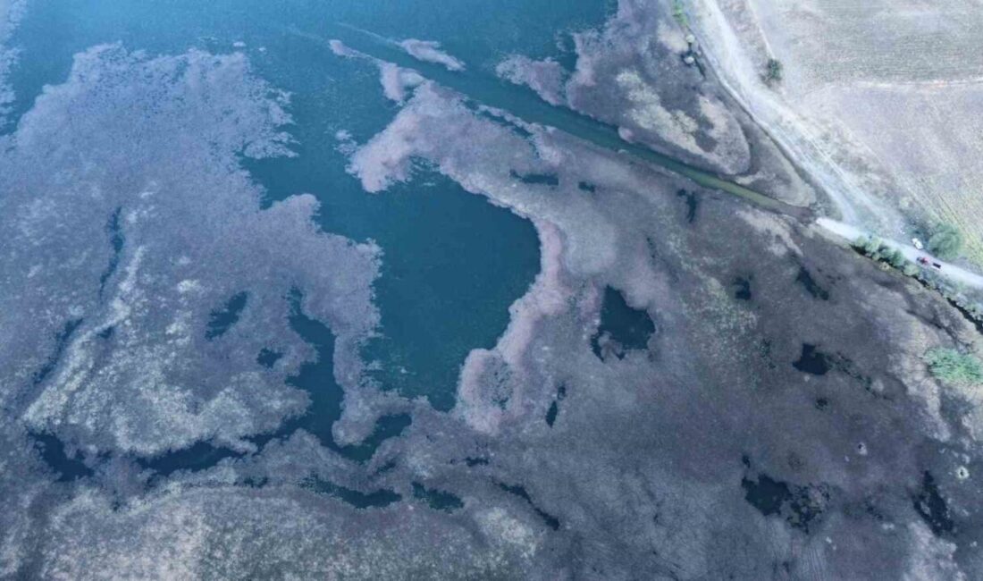 Çorum'un Alaca ilçesindeki İbrahimköy Göleti, yosunlar ve atıklarla kaplanarak balık