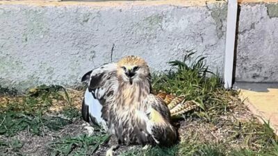 Kırşehir'in Mucur ilçesinde devriye görevinde olan jandarma ekipleri yaralı bir