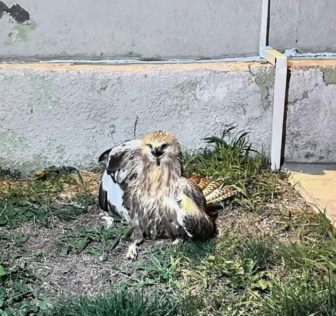 Kırşehir'in Mucur ilçesinde devriye görevinde olan jandarma ekipleri yaralı bir