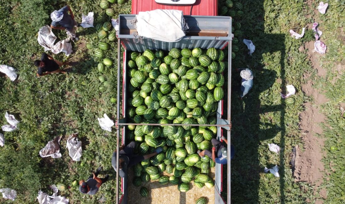 Yozgat’ın Yerköy ilçesine bağlı Sekili Köyü’nde karpuz hasadı başladı. Türkiye’nin