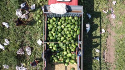 Yozgat’ın Yerköy ilçesine bağlı Sekili Köyü’nde karpuz hasadı başladı. Türkiye’nin