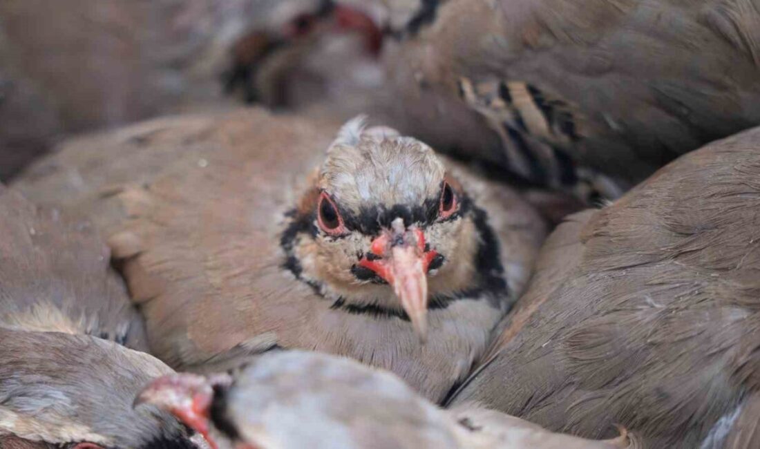 Tarım ve Orman Bakanlığı Doğa Koruma ve Milli Parklar Genel
