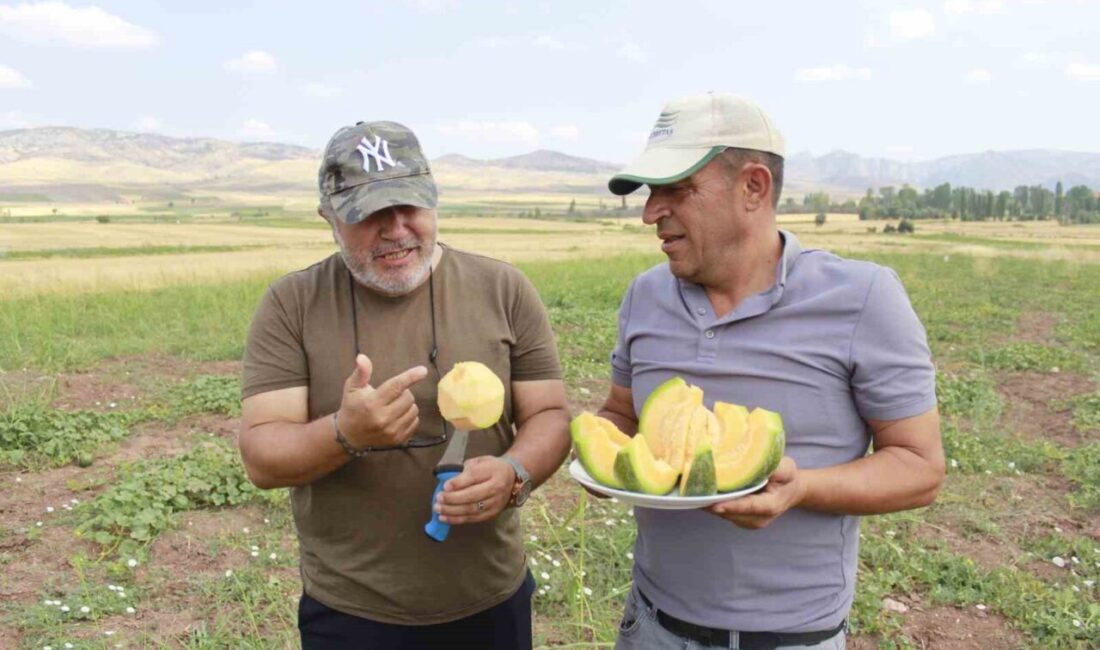 Yozgat'ın Aydıncık ilçesinde coğrafi işaret tescilli Bağrıbütün Kavunu hasat zamanı