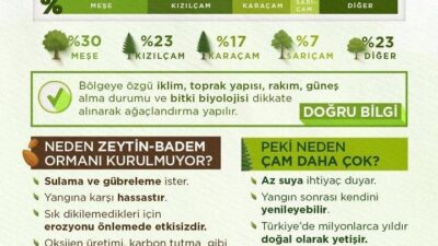 Orman Genel Müdürlüğü, yangın sonrası bilimsel planlama ve doğru ağaçlandırma