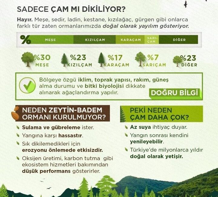 Orman Genel Müdürlüğü, yangın sonrası bilimsel planlama ve doğru ağaçlandırma