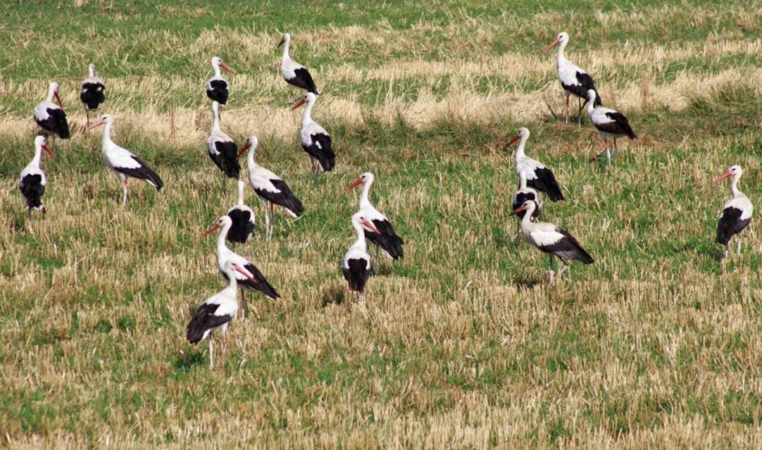 Yozgat'ta bulunan sulak ve zengin tarlada bir grup leylek, dron