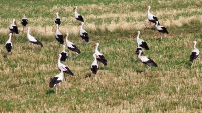 Yozgat'ta bulunan sulak ve zengin tarlada bir grup leylek, dron
