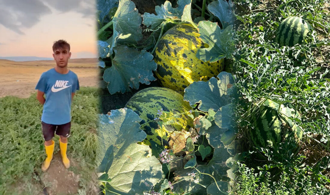 Yerköy’ün Süleymanlı köyünde üretilen doğal karpuz ve kavun satışa sunuldu.