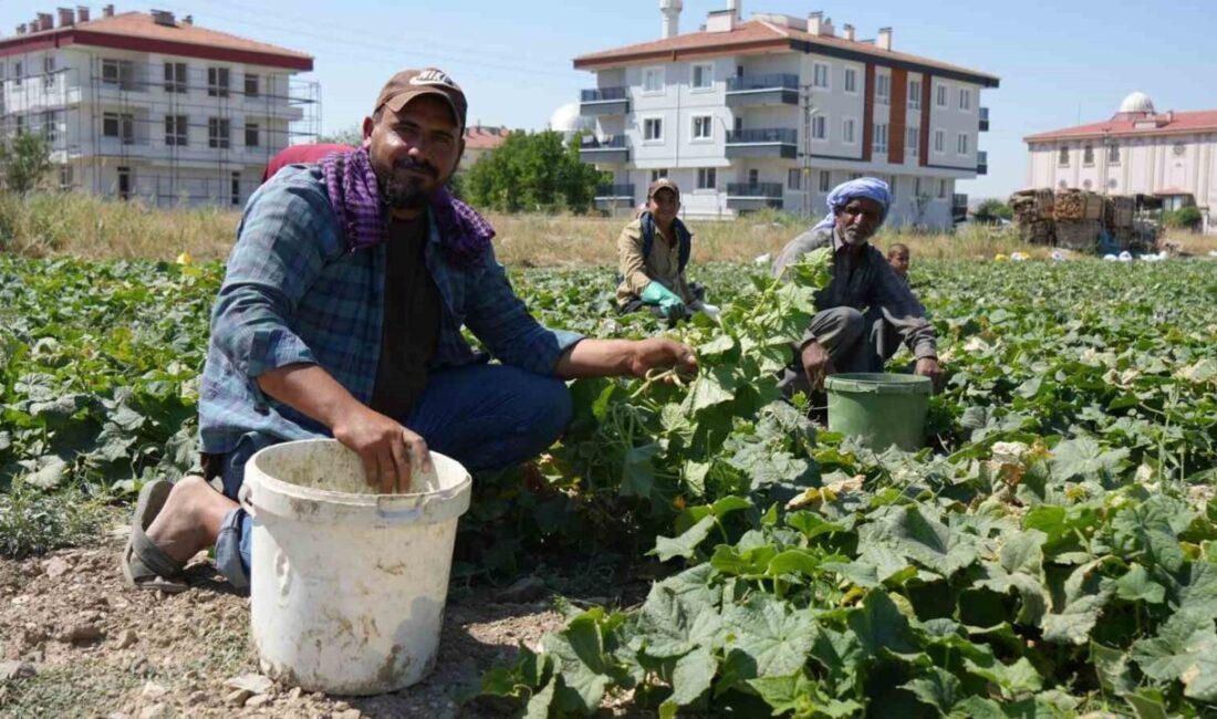 Ankara'da bulunan Çubuk ilçesinde, dünya çapında ün kazanmış olan Çubuk