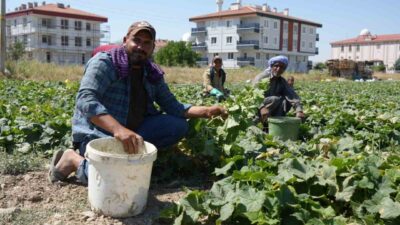 Ankara'da bulunan Çubuk ilçesinde, dünya çapında ün kazanmış olan Çubuk