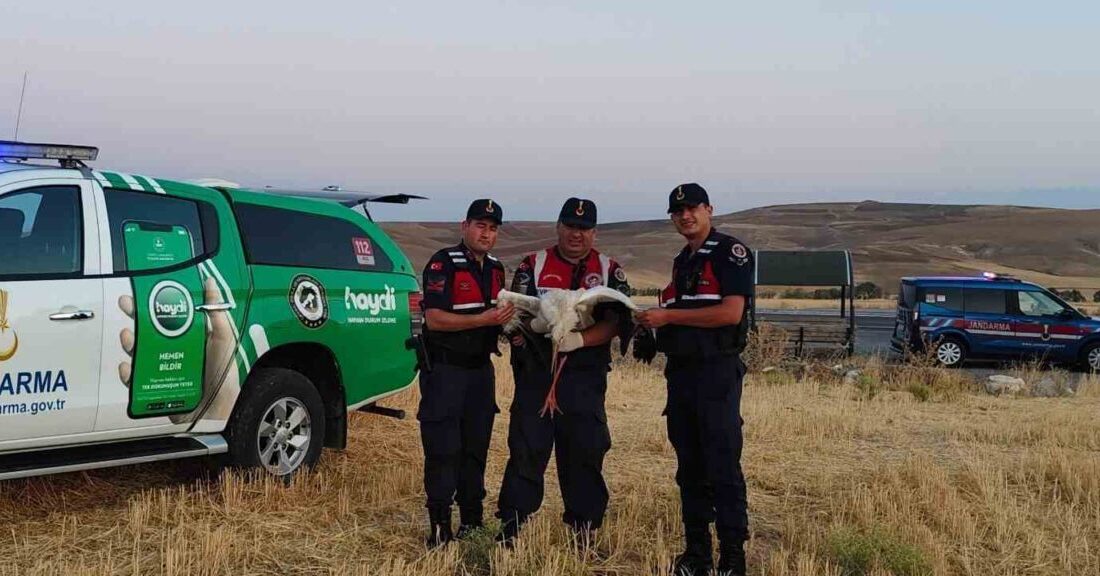 Yaralı bir leylek, Yozgat'ın Boğazlıyan ilçesinde köy halkı tarafından fark
