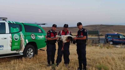 Yaralı bir leylek, Yozgat'ın Boğazlıyan ilçesinde köy halkı tarafından fark