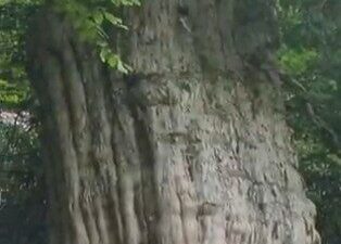 Doğa Koruma ve Milli Parklar Genel Müdürlüğü, Zonguldak'ın Gümeli ilçesindeki
