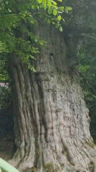 Doğa Koruma ve Milli Parklar Genel Müdürlüğü, Zonguldak'ın Gümeli ilçesindeki