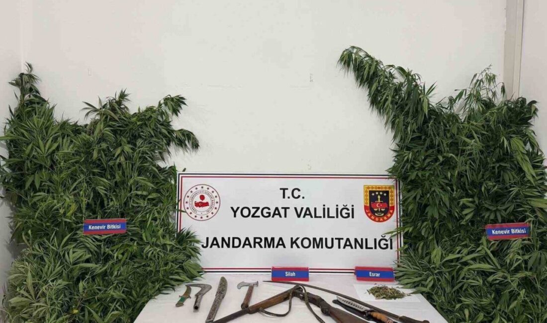 Yozgat'ın Sarıkaya ilçesinde yapılan operasyonda 243 kök kenevir bitkisi ile