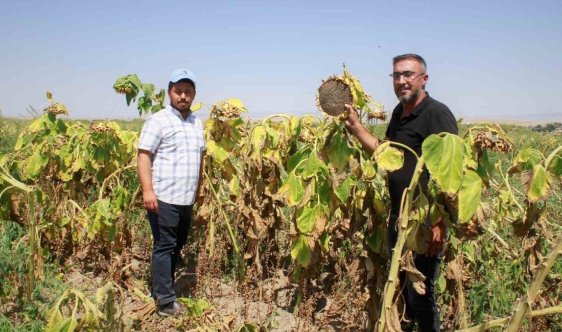 Yozgat'ta çerezlik siyah ay çekirdeği hasadı başladı. Çiftçiler, verim sorunlarına