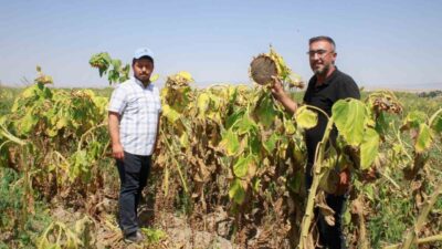 Yozgat'ta çerezlik siyah ay çekirdeği hasadı başladı. Çiftçiler, verim sorunlarına