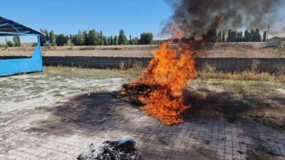 Çorum'un Alaca ilçesinde ele geçirilen 21 kök kenevir bitkisi, jandarma