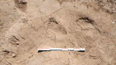 Hatay’ın Reyhanlı ilçesindeki Tell Kurdu Höyük kazılarında, M.Ö. 5200 yılına