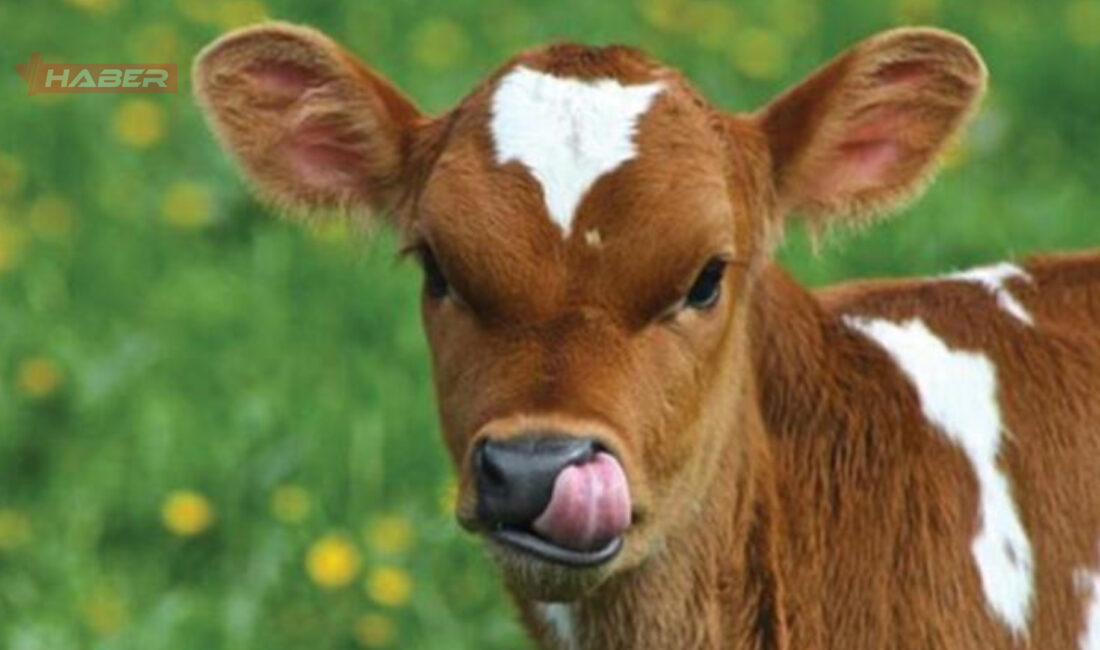 Tarım ve Orman Bakanlığı tarafından açıklanan destek programına göre 2025